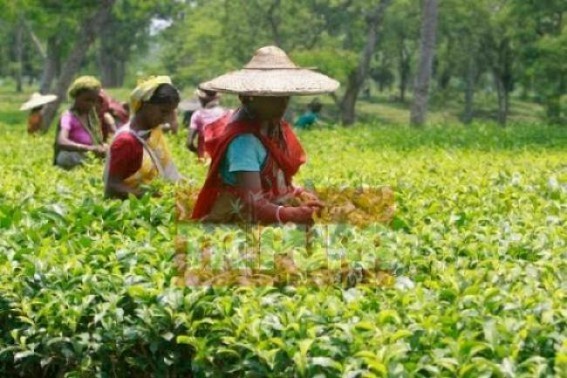 Tripura tea culture dying under CPI-M regime Tripura tea culture dying under CPI-M regime